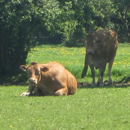 بيت للعطل Quaint In Bievre In The Forest *